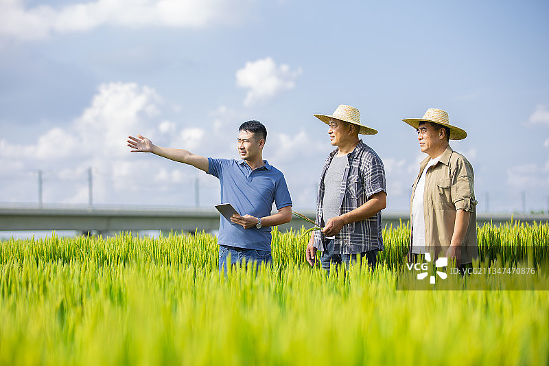 农民们和农业科学家拿着平板电脑在稻田地里沟通交流图片素材
