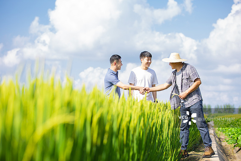 农民、青年人和农业科学家在稻田地里握手沟通图片素材