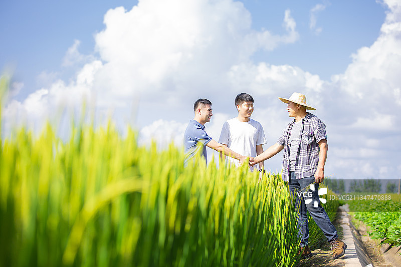 农民、青年人和农业科学家在稻田地里握手沟通图片素材