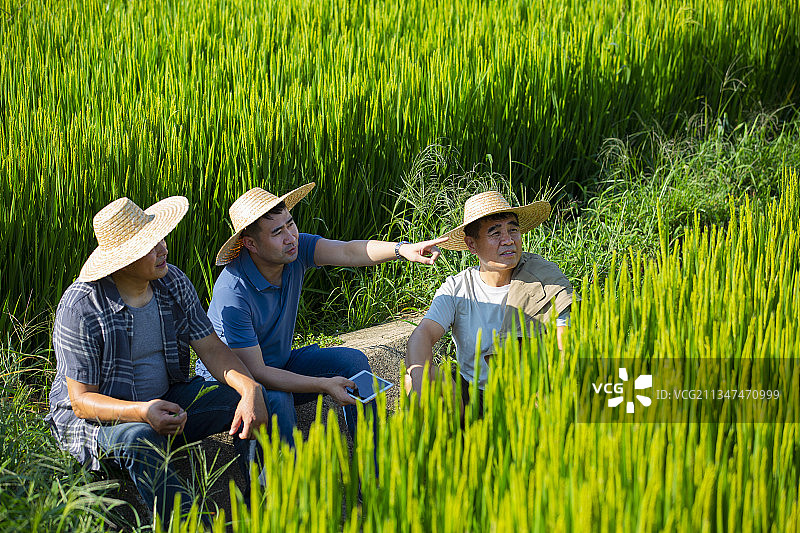 农民们和农业科学家拿着平板电脑在稻田地里沟通交流图片素材