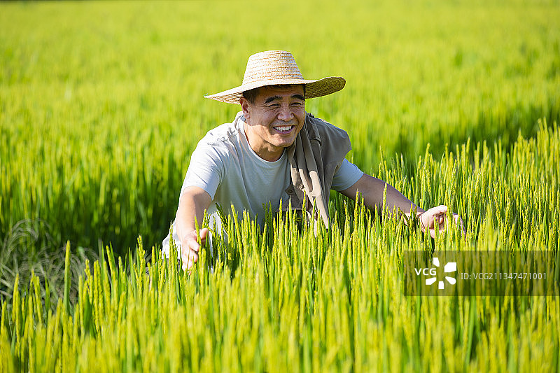 农民在稻田地里图片素材