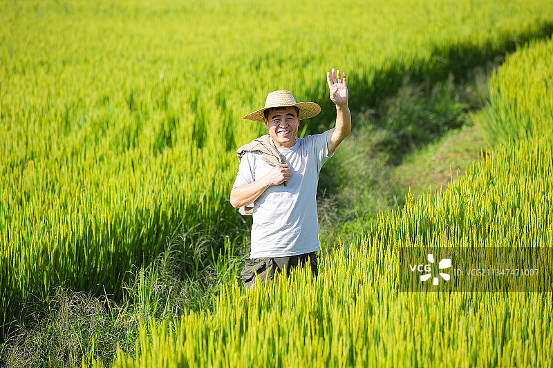 农民在稻田地里挥手问候图片素材
