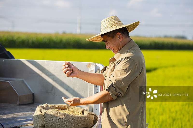 农民捧着丰收的稻米在皮卡车上图片素材
