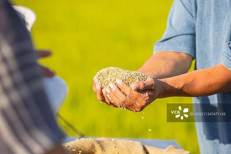 农民捧着稻米特写图片素材