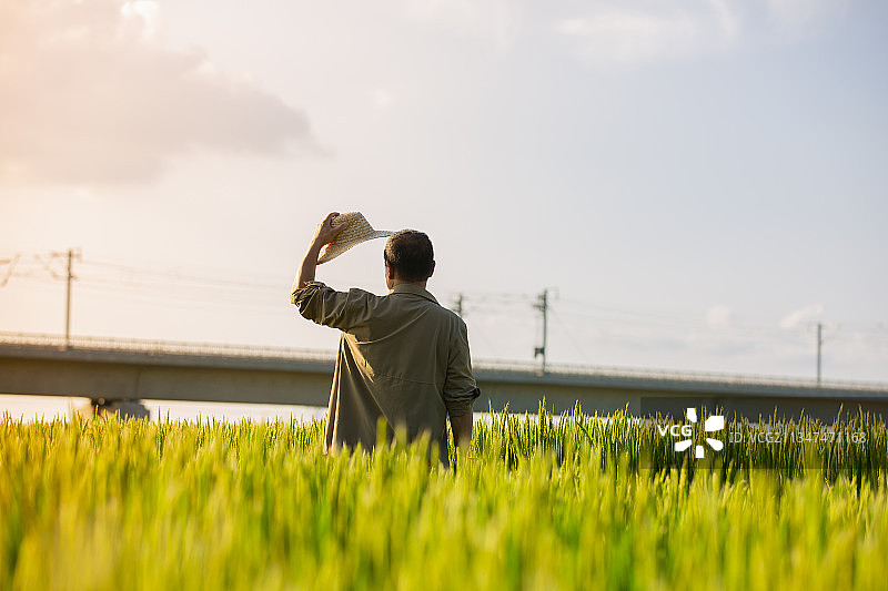 农民站在稻田地看高铁列车图片素材
