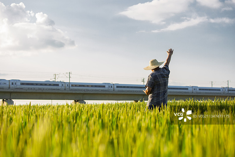农民站在稻田地向现代科技高铁列车招手图片素材