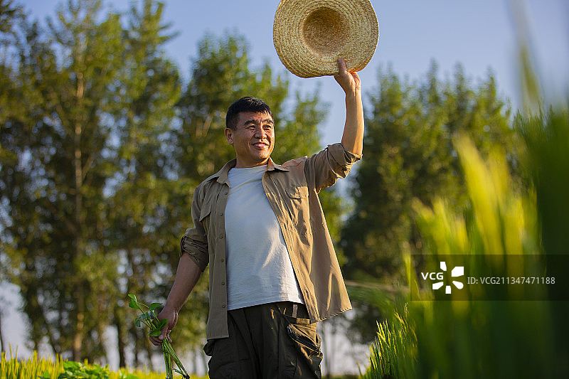 农民在稻田地里挥手问候图片素材