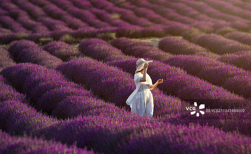 薰衣草花开时节图片素材