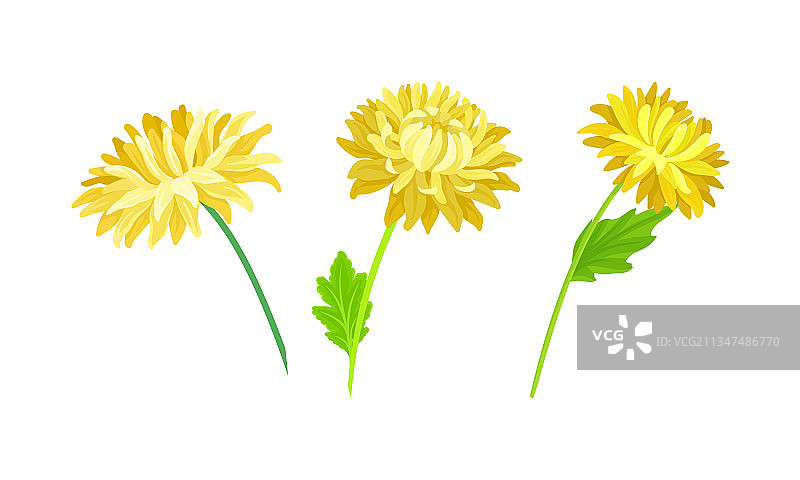 黄色紫菀与盛开菊花组合图片素材