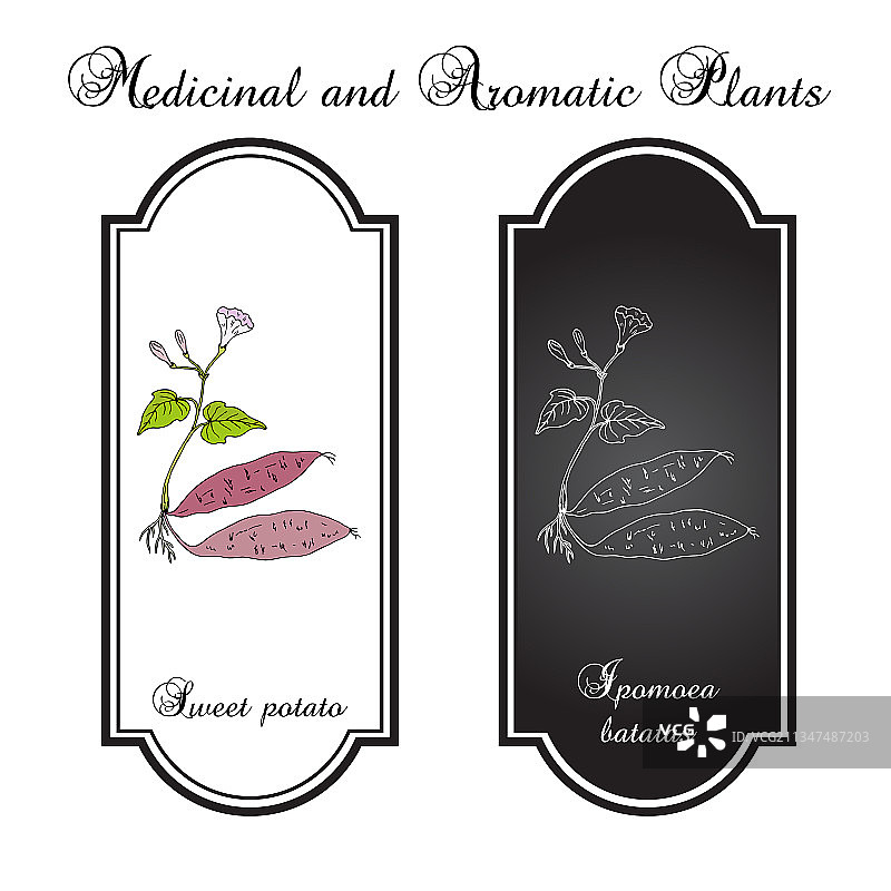 手绘甜薯图片素材