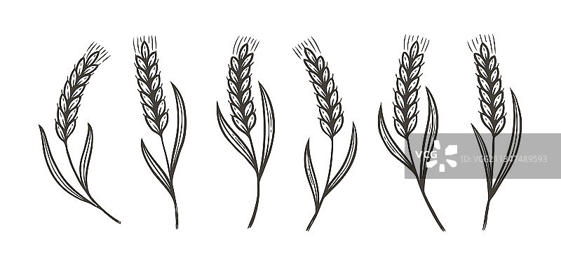 小麦大麦或黑麦草图食品概念图片素材