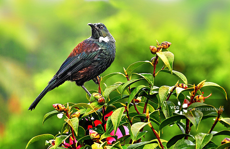 图伊鸟（新西兰特有的一种鸟也叫牧师鸟）图片素材
