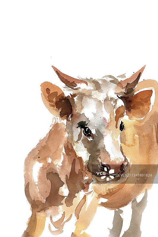 扭头的黄牛图片素材