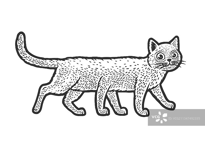 六条腿的猫素描图片素材