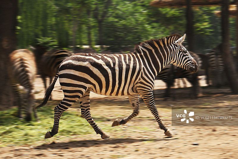 北京动物园奔跑的斑马图片素材