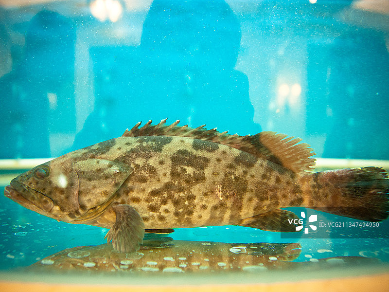 生猛的石斑鱼图片素材