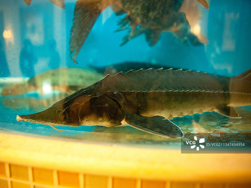 鲜活中华鲟鱼图片素材