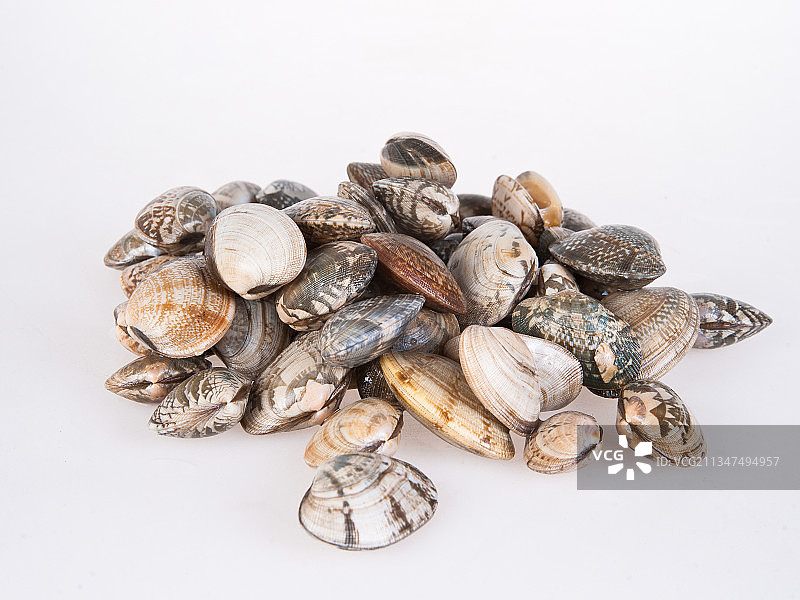 鲜活蛤蜊图片素材