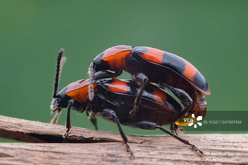 虫虫爱图片素材