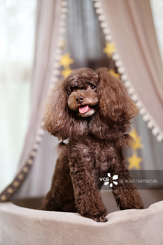 可爱的贵宾犬图片素材