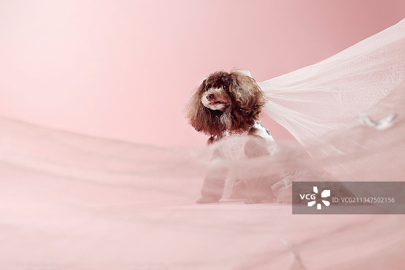 穿婚纱的贵宾犬图片素材