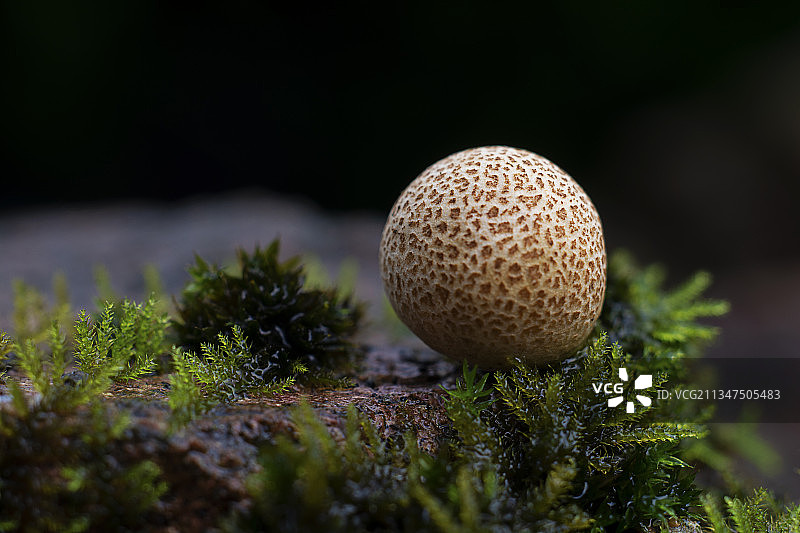 小球球图片素材