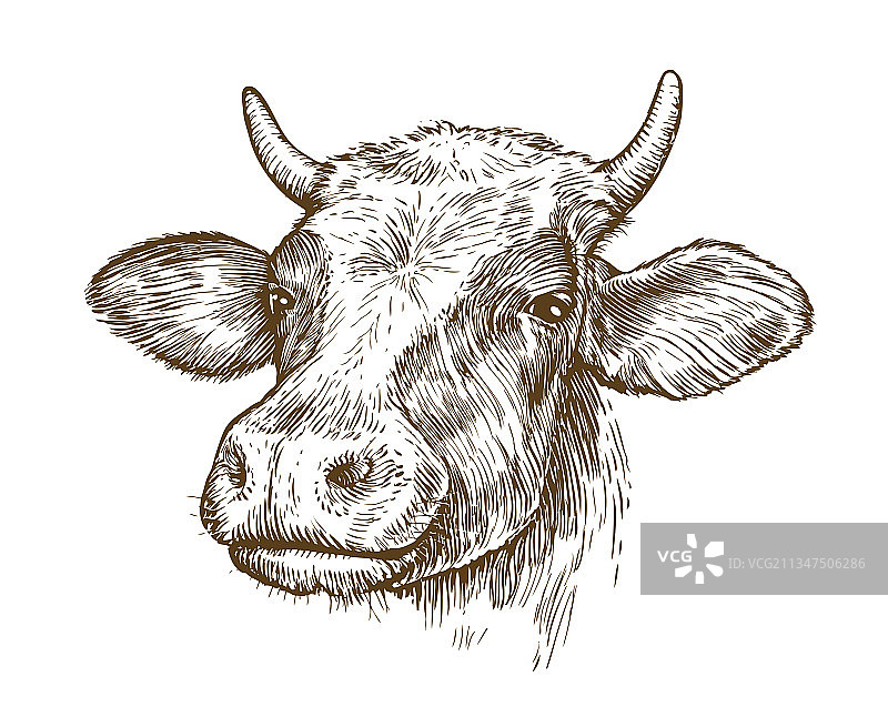 带角的奶牛头像绘画图片素材