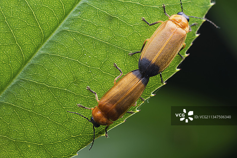 萤火虫图片素材