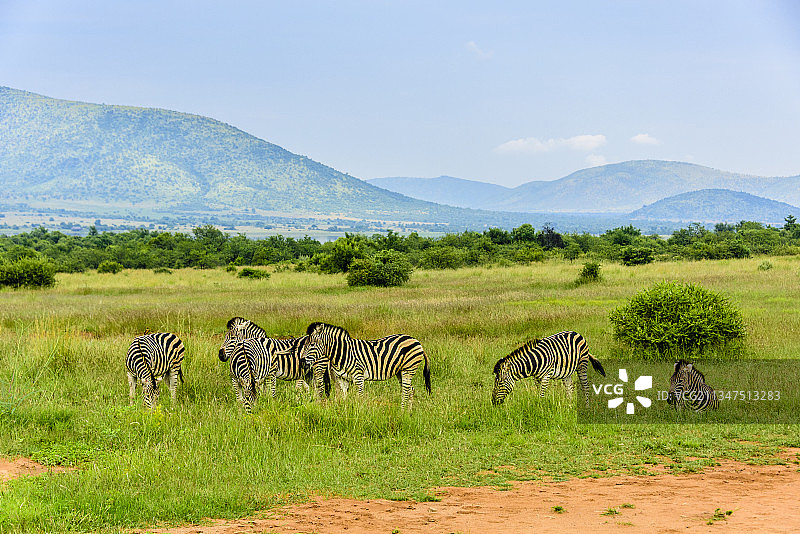 非洲南非匹林斯堡国家公园中的斑马图片素材