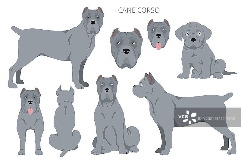 卡斯罗犬剪贴画不同姿势毛色套装图片素材