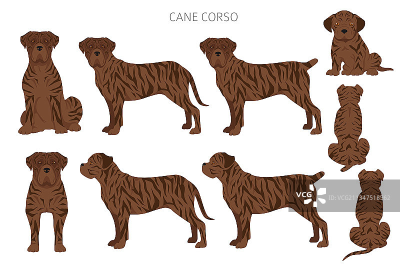 卡斯罗犬剪贴画不同姿势毛色套装图片素材