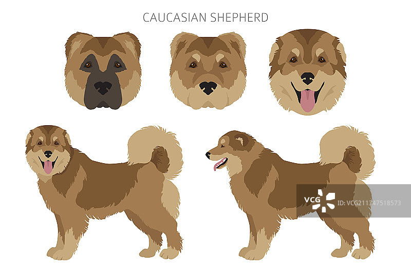 不同姿势的高加索牧羊犬剪贴画图片素材