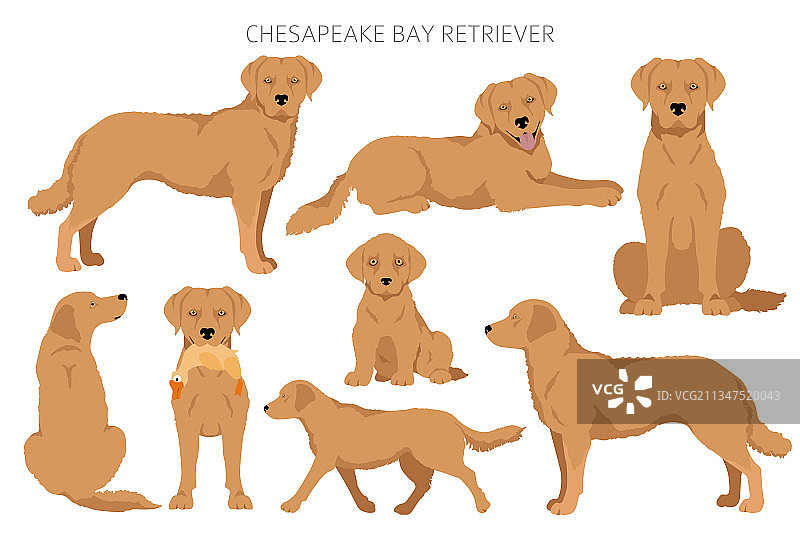 不同姿势的切萨皮克湾寻猎犬剪贴画图片素材