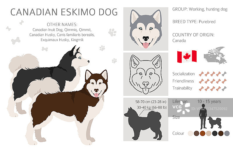 不同姿势的加拿大爱斯基摩犬剪贴画图片素材