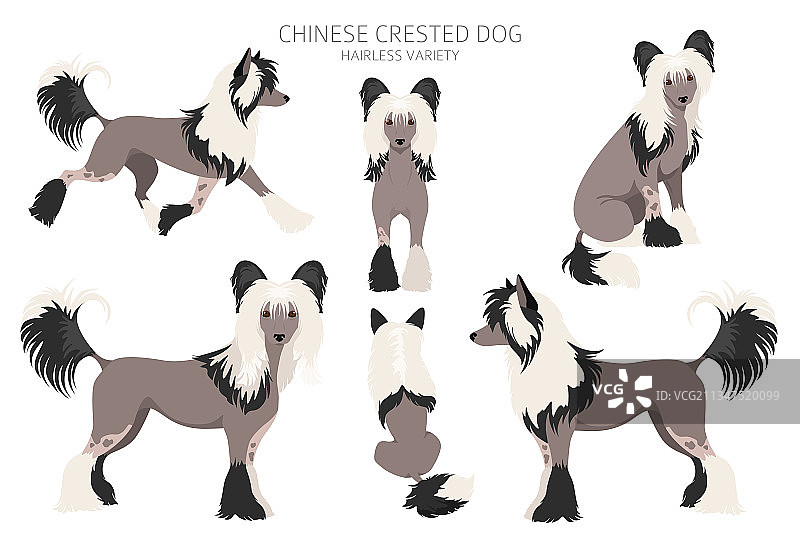中国冠毛犬无毛品种剪贴画图片素材