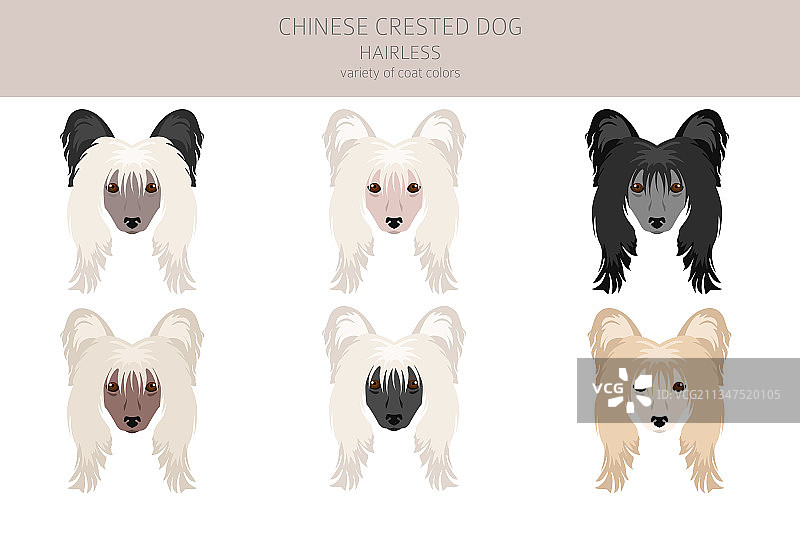 中国冠毛犬无毛品种剪贴画图片素材