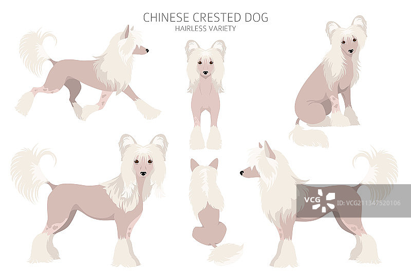 中国冠毛犬无毛品种剪贴画图片素材