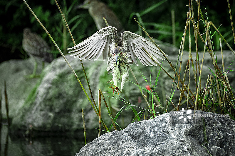 灰鹭降临图片素材