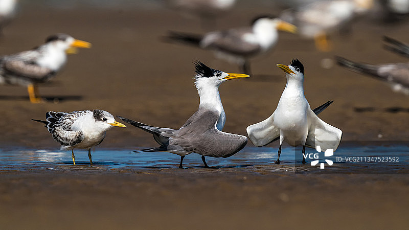 大凤头燕鸥一家图片素材
