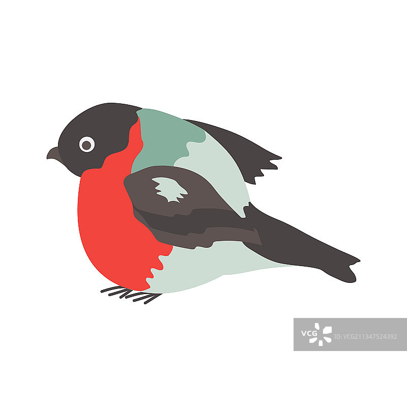 红腹灰雀祝您新年快乐图片素材