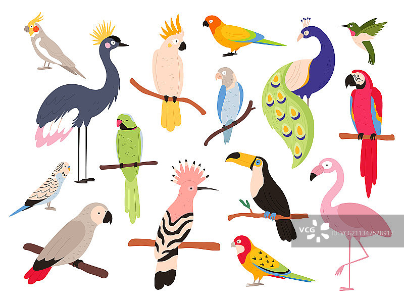 扁平风格鹦鹉与热带丛林飞鸟图片素材