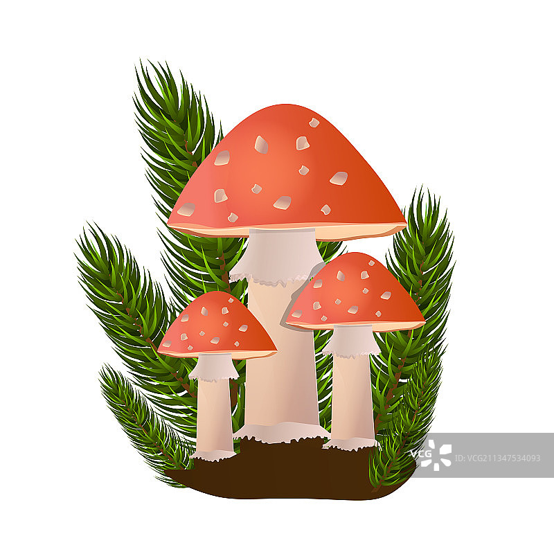 白色背景上的森林红色毒蝇伞图片素材