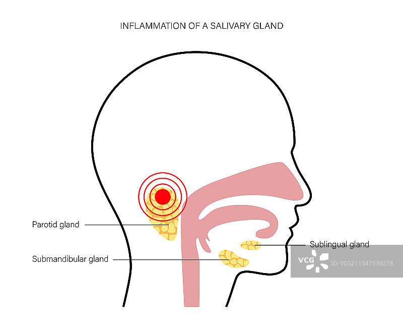 唾液腺概念图片素材