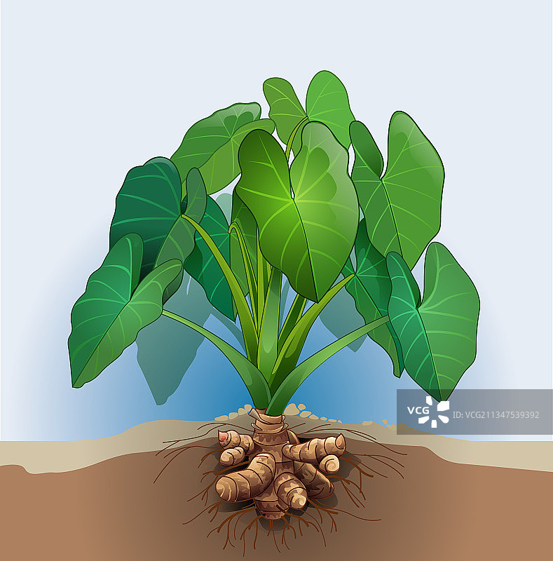 芋头块茎植物图片素材