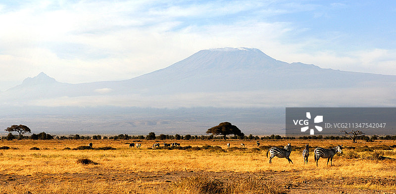 乞力马扎罗山下图片素材
