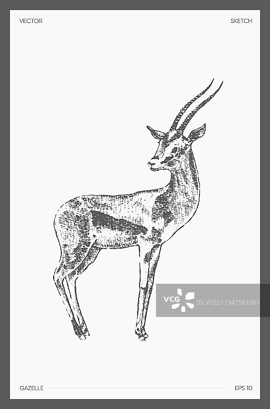 手绘高细节羚羊图片素材