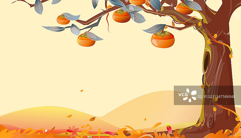 一棵成熟的柿子树图片素材