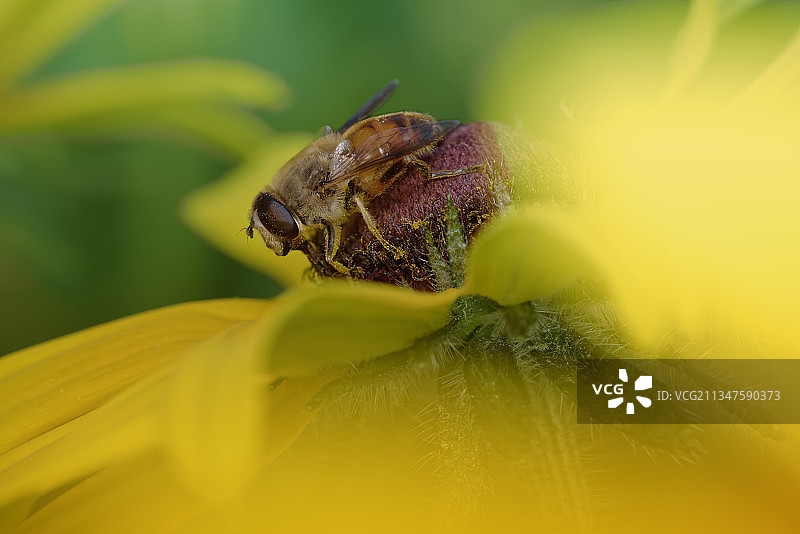 花与蝇图片素材