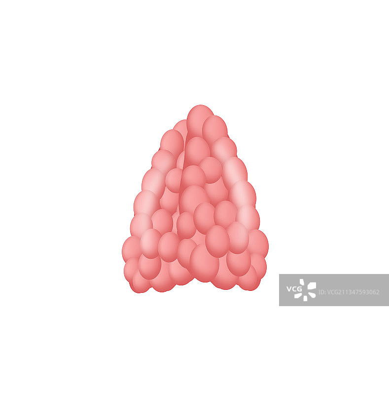 胸腺图片素材