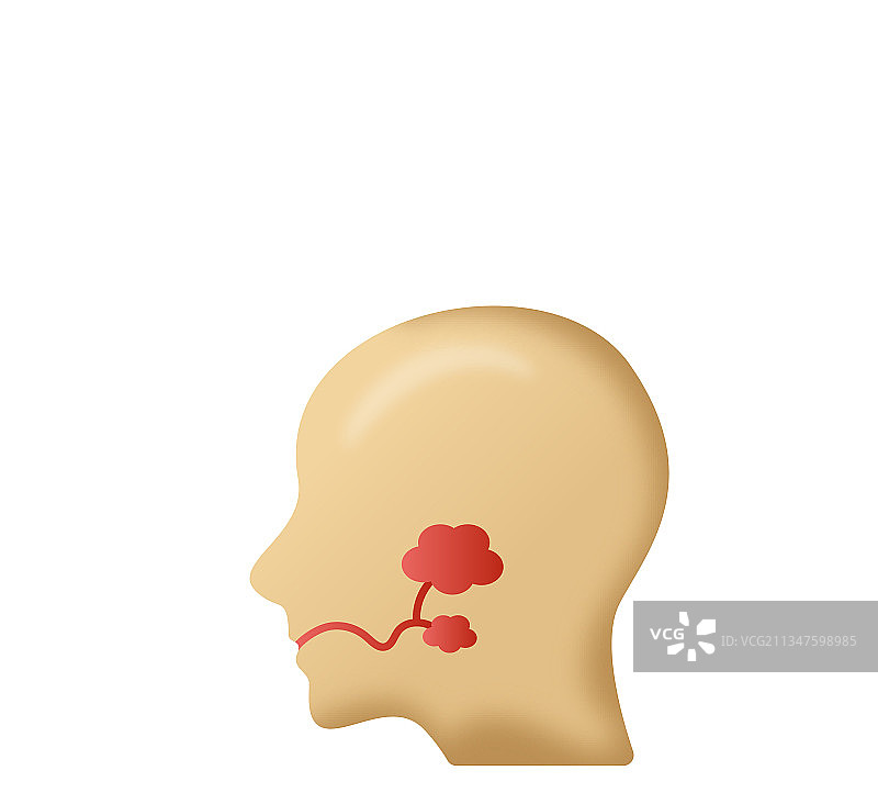 唾液腺图片素材